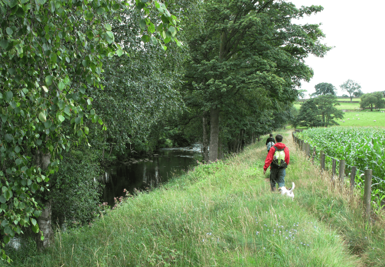 Walkers following a narrow path above the River Nidd.